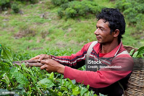 Tea Picker During His Work Stock Photo - Download Image Now - Activity, Adult, Adults Only