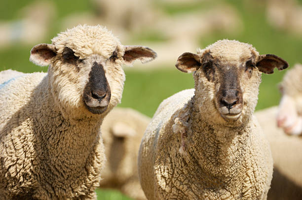 istock Close-up of Domestic Sheep 183885095