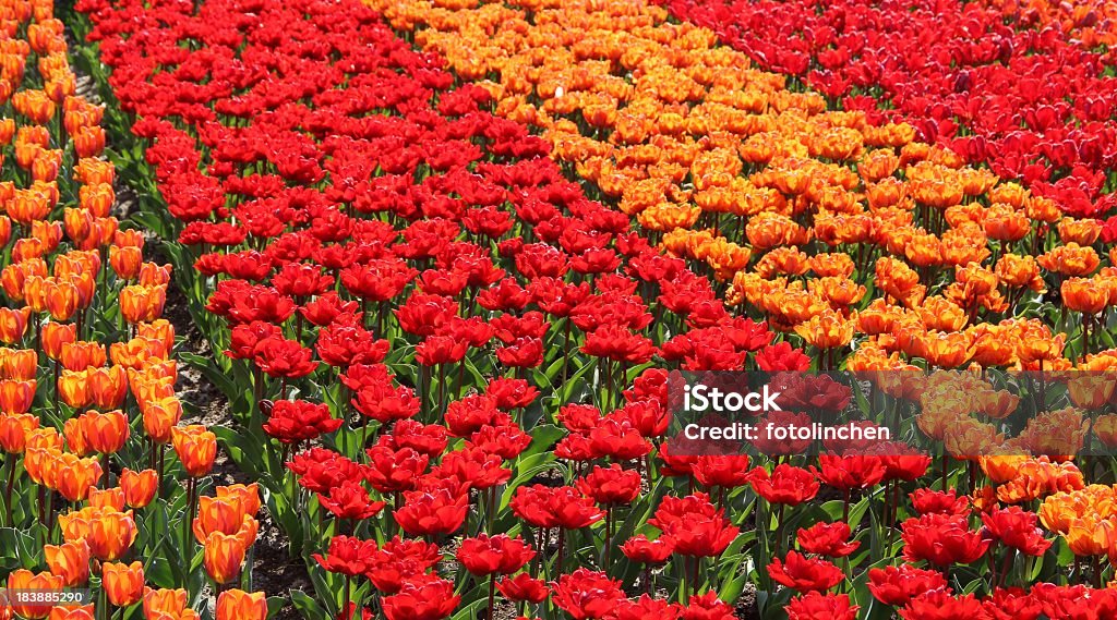 Rot und orange Tulpen - Lizenzfrei Blume Stock-Foto