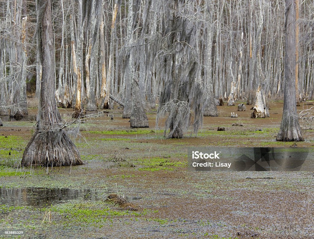 Palude della Louisiana - Foto stock royalty-free di Cipresso