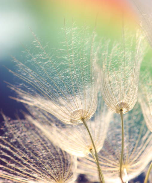 istock Bare dandelions photographed from below against colored sky 183885356