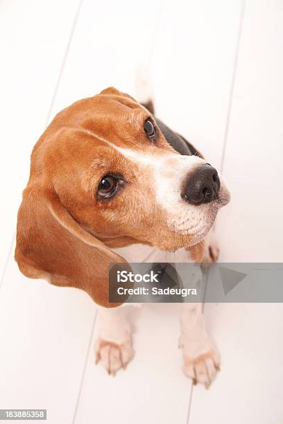 Ładny Litlle Pies Gończy - zdjęcia stockowe i więcej obrazów Beagle - Beagle, Ciekawość, Część ciała zwierzęcia