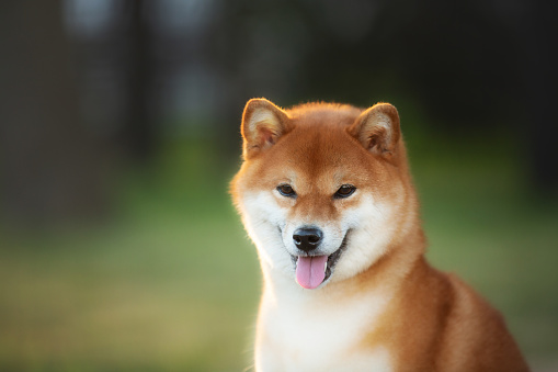 Close-up Portrait of beautiful red Shiba inu dog in the garden at golden sunset in summer. Happy japanese shiba inu dog in backlight