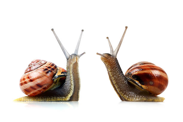 War of the Snails Two snails in confrontation. Isolated on white. snail stock pictures, royalty-free photos & images