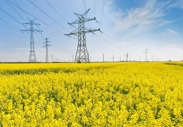 High voltage power lines in a canola field. Windenergy-turbines in the back. 