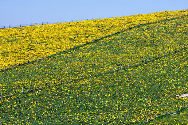 istock Meadow of blooming dandelion flowers 183885609