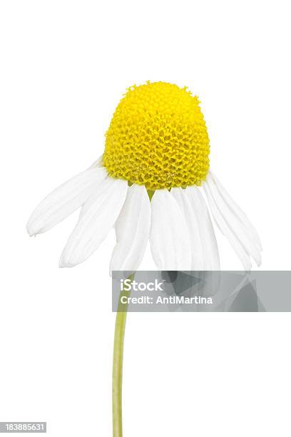 Photo libre de droit de Camomille Isolé Sur Blanc banque d'images et plus d'images libres de droit de Blanc - Blanc, Camomille - Fleur des zones tempérées, Camomille - Plante aromatique