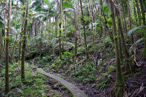 Jungle sendero de - foto de stock