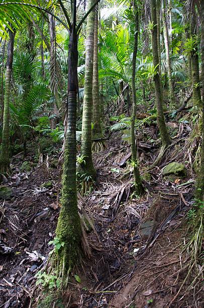 Jungle Trees stock photo