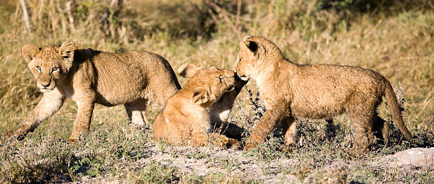 istock Young Lion Cubs at Play 183885757