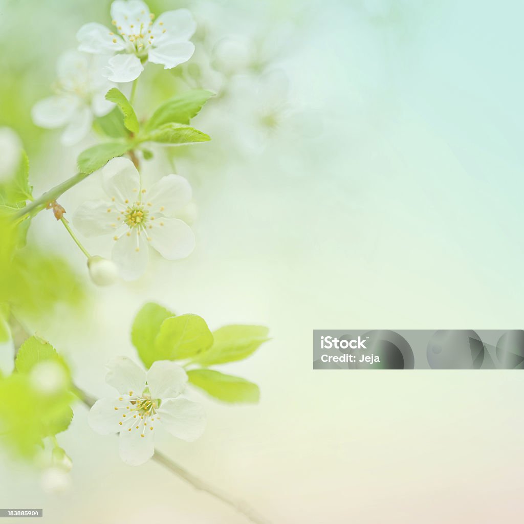 Enfoque diferencial primer plano de primavera flor de cerezo - Foto de stock de Belleza libre de derechos