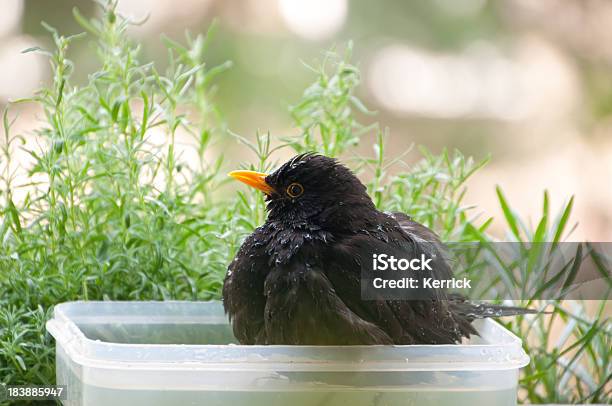 Fat Blackbird Sitzt Im Wasser Stockfoto und mehr Bilder von Badewanne - Badewanne, Badezimmer, Bathroom