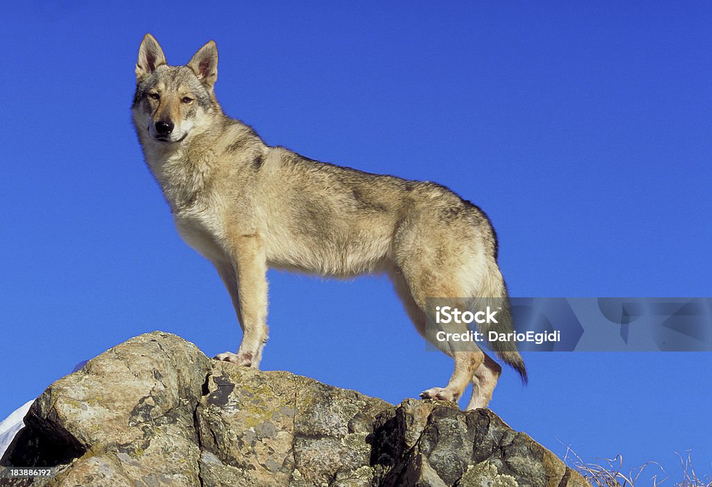 Saarloos wolfhond cane su una roccia, vista laterale, sfondo bluesky - Foto stock royalty-free di Lupo