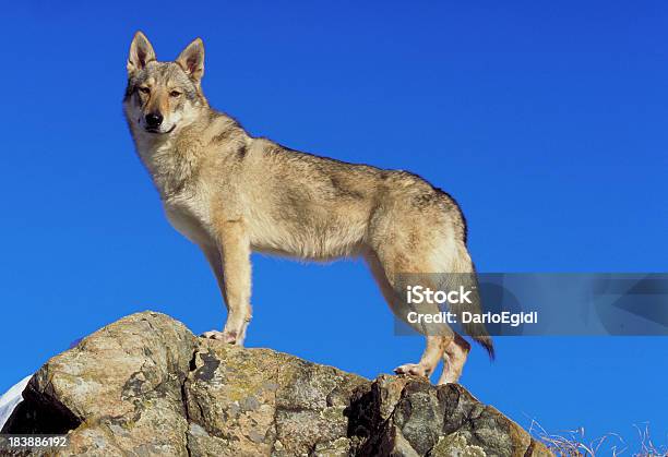 Saarloos Wolfhond Cane Su Una Roccia Vista Laterale Sfondo Bluesky - Fotografie stock e altre immagini di Lupo