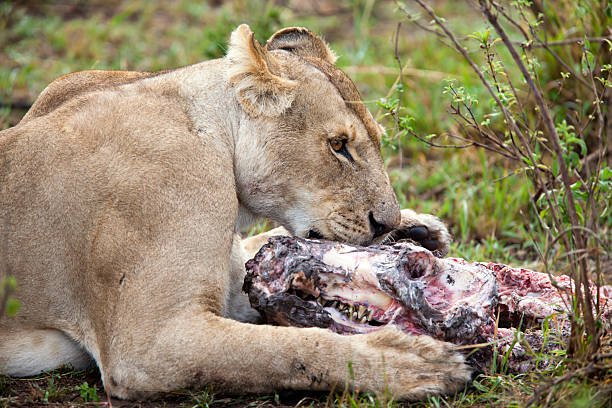 istock Lioness devouring head of a small hippo, Masai Mara, Kenya 183886194