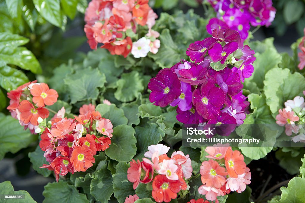 Primroses im Blumenmarkt in Venedig, Italien - Lizenzfrei Blatt - Pflanzenbestandteile Stock-Foto
