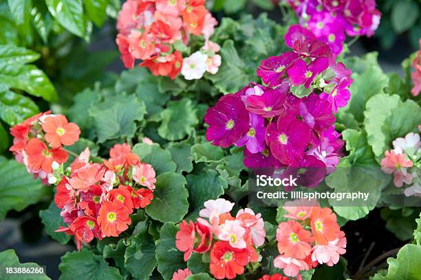 Primroses Im Blumenmarkt In Venedig Italien Stockfoto und mehr Bilder von Blatt - Pflanzenbestandteile - Blatt - Pflanzenbestandteile, Blume, Blumenmarkt