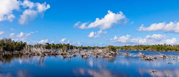 tarpon lago pequeño caimán - hurricane ivan fotografías e imágenes de stock