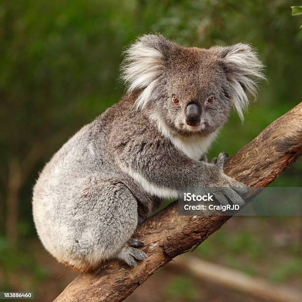 Koala Foto de stock y más banco de imágenes de Koala - Koala, Aire libre, Animal