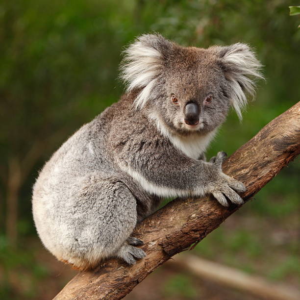 coala - koala sydney australia australia animal - fotografias e filmes do acervo