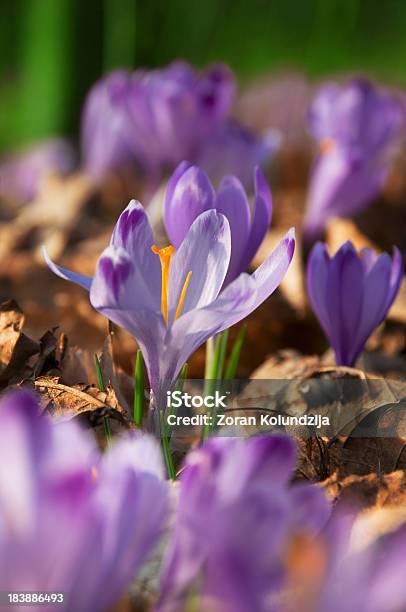 Photo libre de droit de Un Gros Plan Photo Dune Fleur De Pourpre Crocuses banque d'images et plus d'images libres de droit de Arbre en fleurs - Arbre en fleurs, Beauté de la nature, Botanique