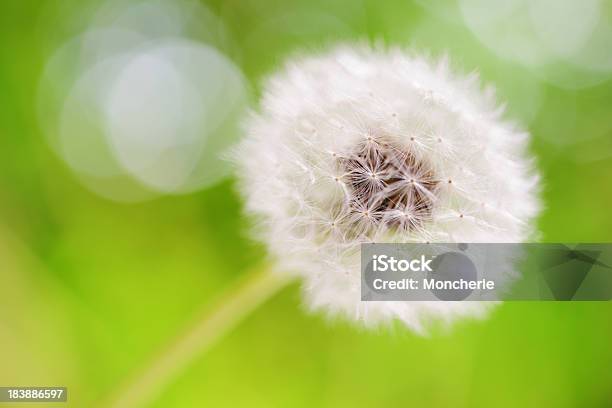 Tarassaco - Fotografie stock e altre immagini di Close-up - Close-up, Colore verde, Composizione orizzontale