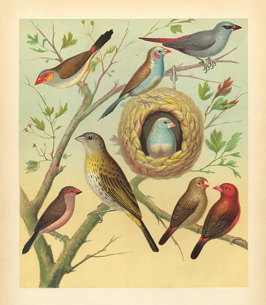 antyczny ptak drukuj-canaries i łuszczaki, ziarnojady, ziębowate - ptak obrazy zdjęcia i obrazy z banku zdjęć