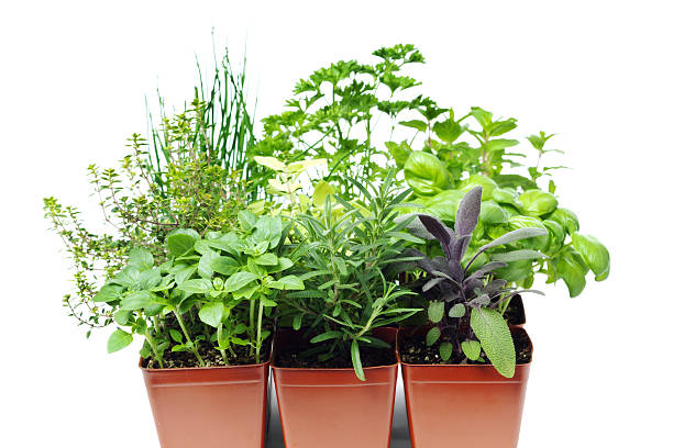 istock Collection of Potted Garden Herbs in Retail Plastic Container 183886878
