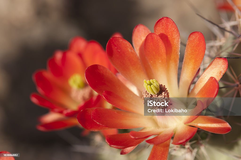Strahlend Orange-Igel Blüten - Lizenzfrei Arizona Stock-Foto
