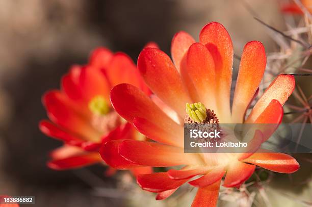 Bright Orange Hedgehog Blossoms Stock Photo - Download Image Now - Arizona, Flower, Cactus
