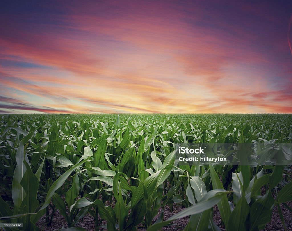 Coucher de soleil au-dessus de Kansas Cornfield Intense - Photo de Maïs - Culture libre de droits