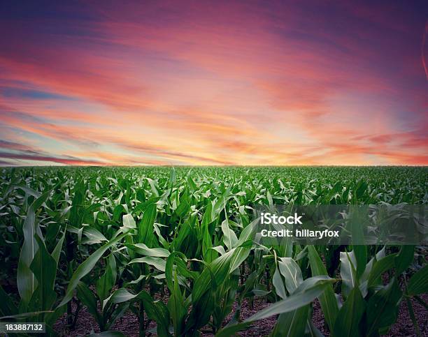 Intensa Pôr Do Sol Ao Longo Do Kansas Cornfield - Fotografias de stock e mais imagens de Milho - Milho, Campo agrícola, Espiga de Milho