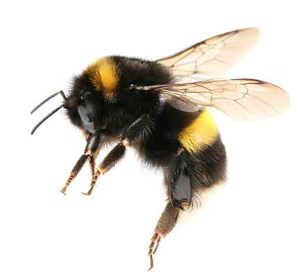 Bumblebee in flight on a warm winter day.