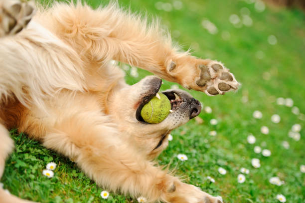 istock Golden retriever laying with a ball in its mouth 183887251