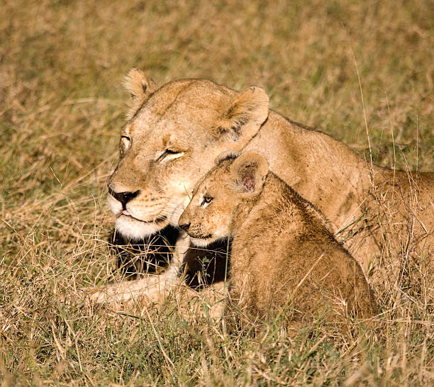 istock Mother Lioness and Cub 183887273