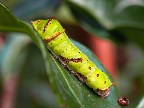 Detailed close up of  a green caterpillar or larva of the Pine hawk moth, crawling on a branch