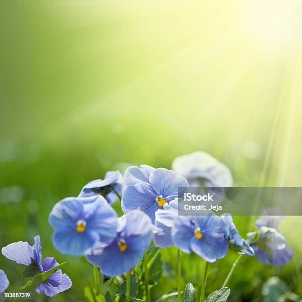 Fiolety W Polu - zdjęcia stockowe i więcej obrazów Kwiat - Roślina - Kwiat - Roślina, Fiołek - kwiat, Purpurowy