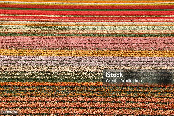 Flower Fields Niederlande Stockfoto und mehr Bilder von Baumblüte - Baumblüte, Blume, Blumenbeet