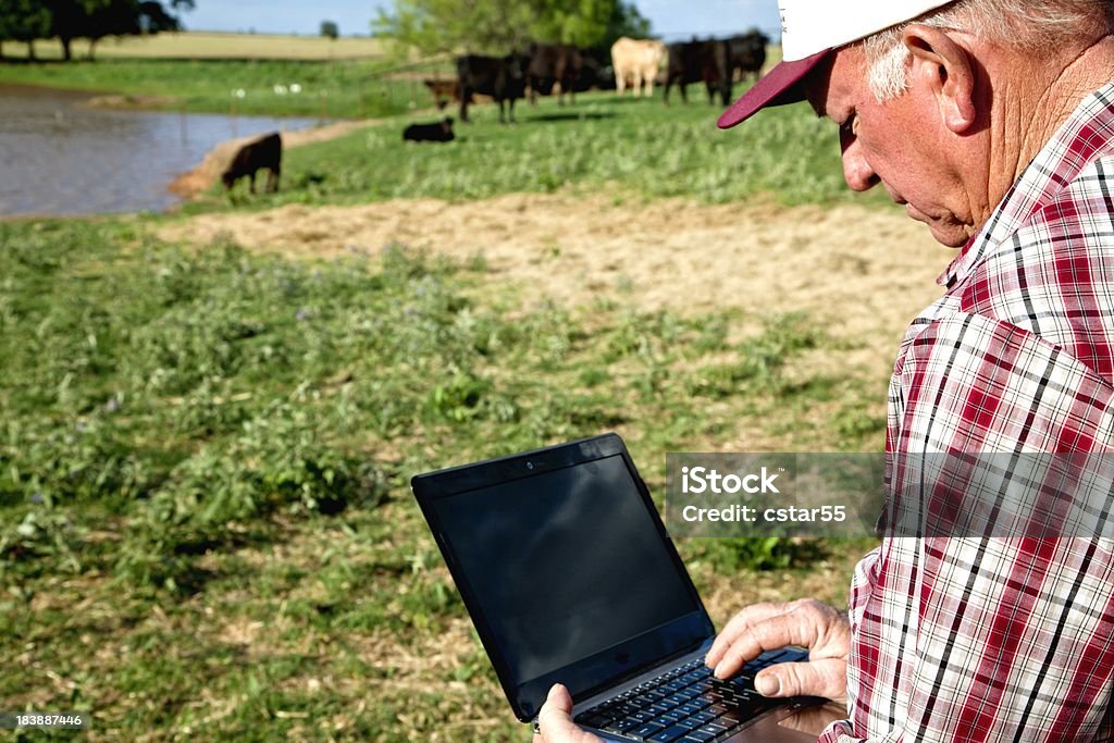 Agricultura: Agricultor ou rancheiro com laptop e gado - Foto de stock de Cena Rural royalty-free