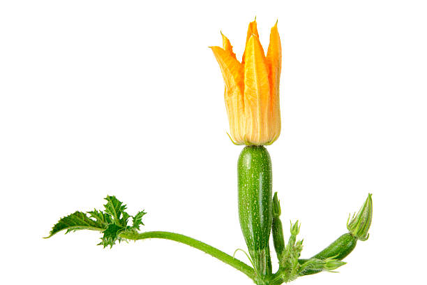 des courgettes - squash flower plant single flower photos et images de collection