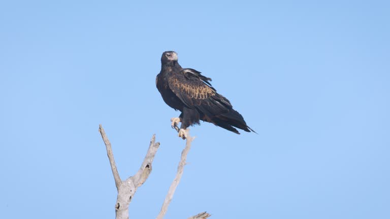 Footage of Wedge-Tailed Eagle, Australia