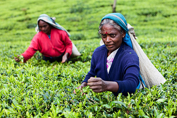istock Tamil tea pickers, Sri Lanka 183887641