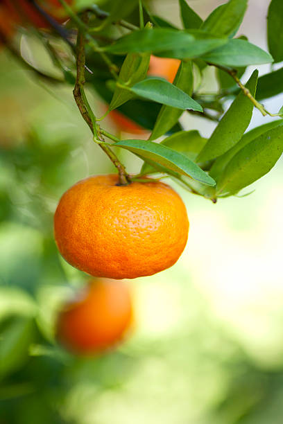 árbol de tangerine - citrus fruit mandarin orange orange large group of objects fotografías e imágenes de stock