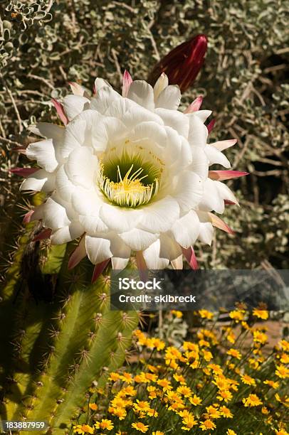 Photo libre de droit de Fleur Du Désert Blanc banque d'images et plus d'images libres de droit de Arizona - Arizona, Avril, Blanc