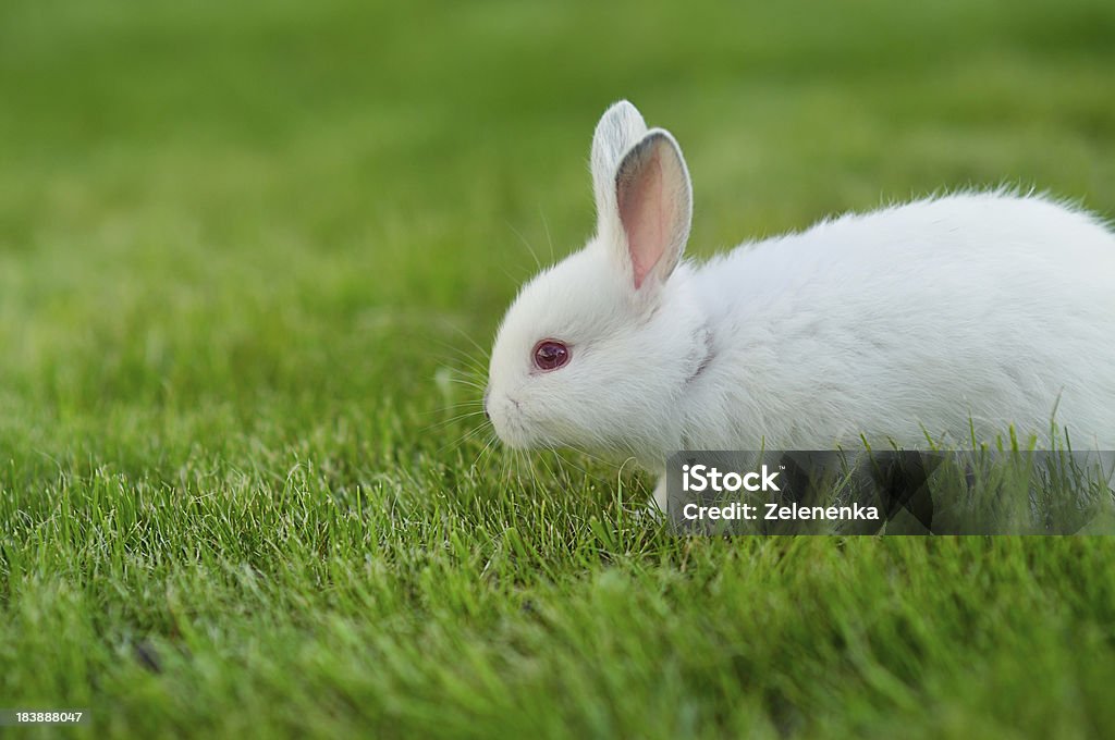 Funny baby white rabbit in grass Animal Stock Photo