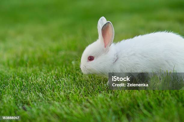 Funny Baby White Rabbit In Grass Stock Photo - Download Image Now - Animal, Animal Wildlife, Cute