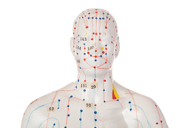 Acupuncture model Head and shoulder of the acupuncture model. acupuncture model stock pictures, royalty-free photos & images