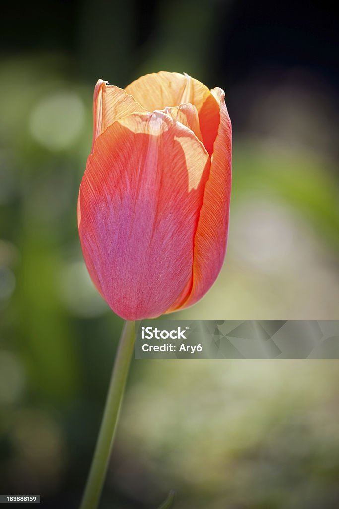 Tulipano rosso in un giardino - Foto stock royalty-free di Agricoltura