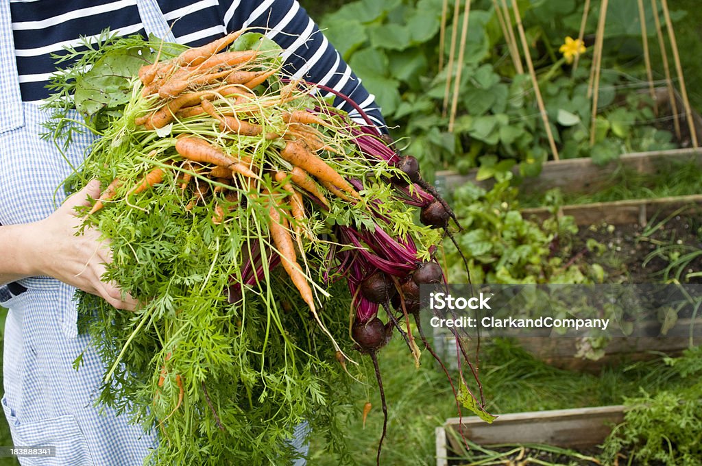 Recém-Seleção de beterrabas e cenouras do jardim - Royalty-free Alimentação Saudável Foto de stock