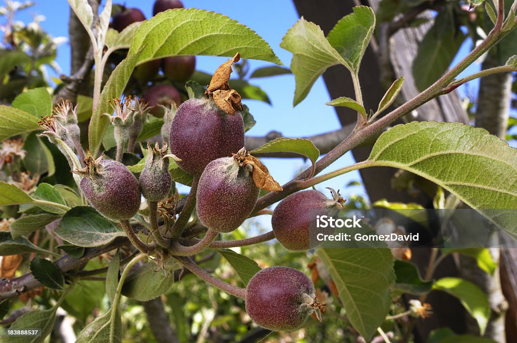 Nahaufnahme von Ripening Äpfel auf Baum - Lizenzfrei Apfel Stock-Foto
